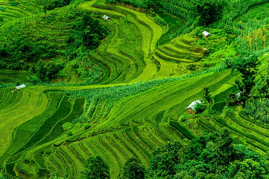 Yuanyang, tarasy ryżowe w okolicach Laohuzui (Yunnan (Chiny) 2012, część 2/2)
